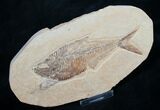 Diplomystus Fossil Fish - Wyoming #7583-1